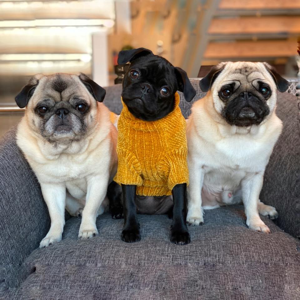 Let's get ready to GRUMBLE!